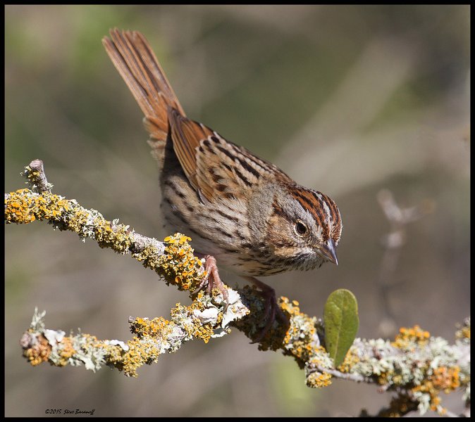_5SB9715 lincolns sparrow.jpg